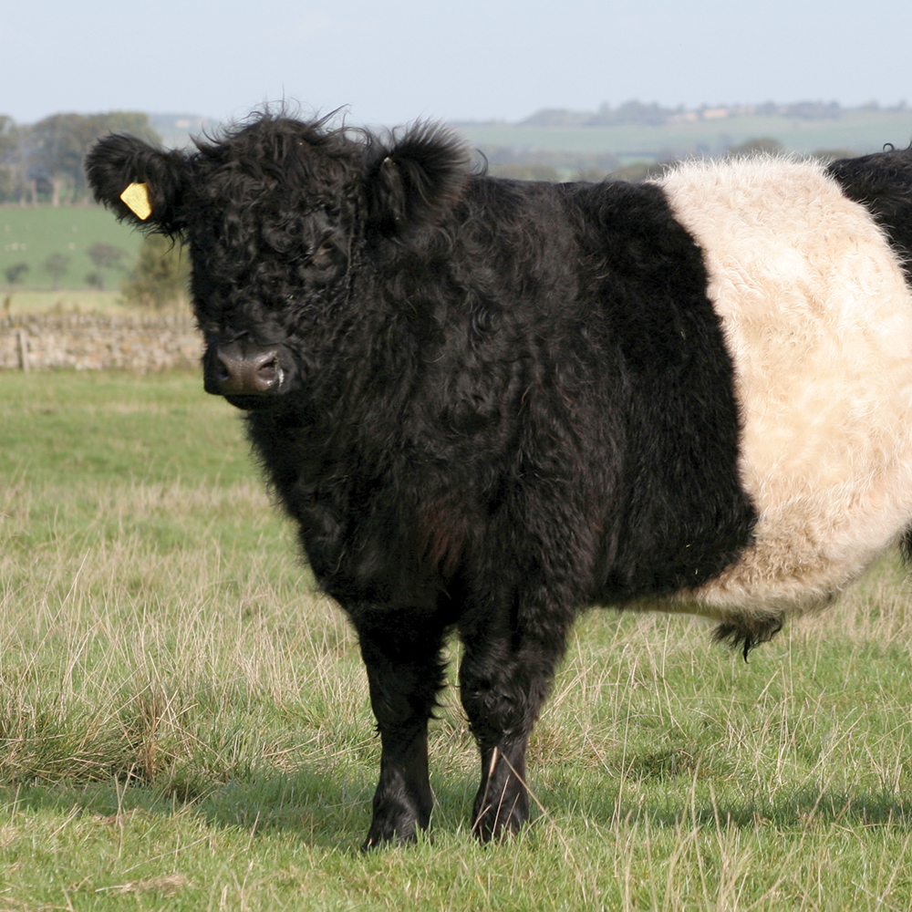 Studfold Farm Produce