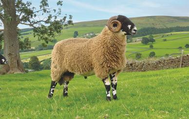 Discover the unique flavour of Nidderdale